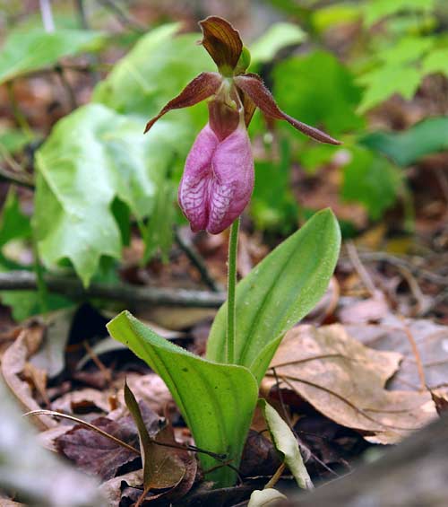 Pink Lady Slipper