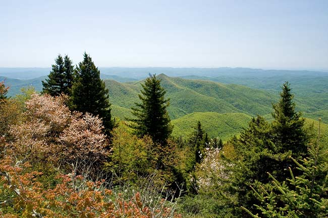 Trees in Bloom