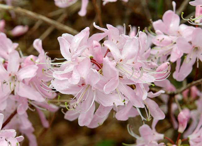 Pink Shell Azalea 4