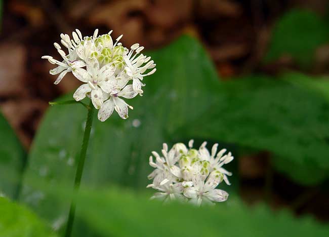 Speckled Wood Lily 2