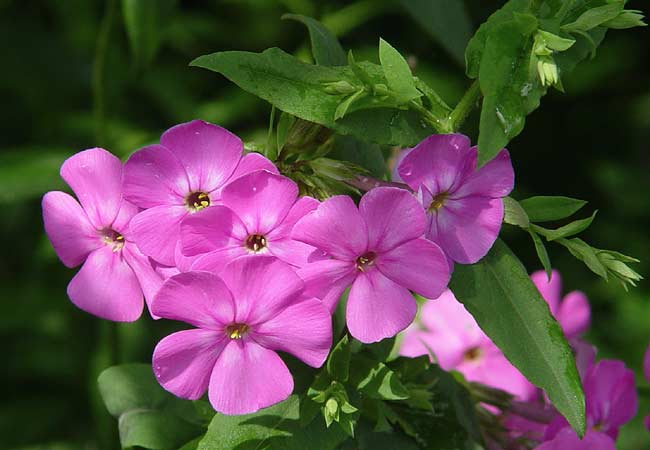 Fall Phlox 2