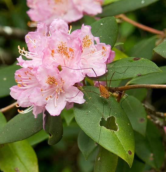 Carolina Rhododendron 3