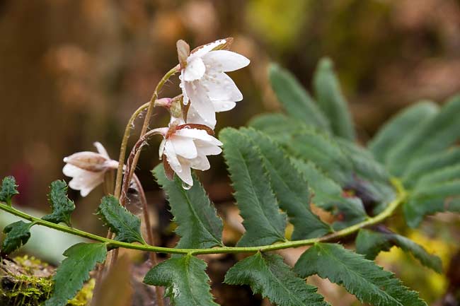 Sharp-lobed Hepatica 6