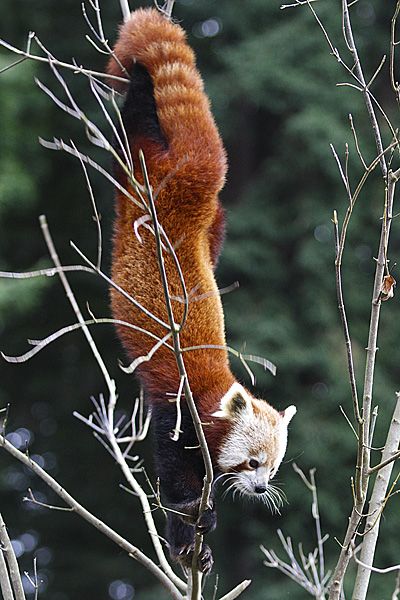 RedPanda_InTree_8505pb.jpg