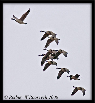 Geese in flight.jpg