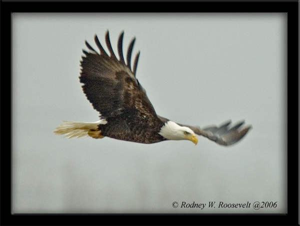 Eagle 2.jpg