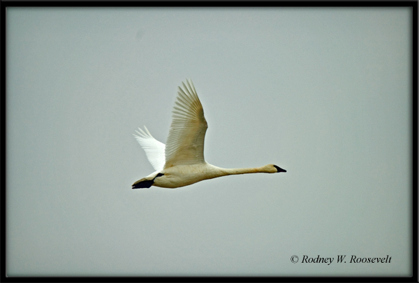 Trumpeter Swan_edited-1.jpg
