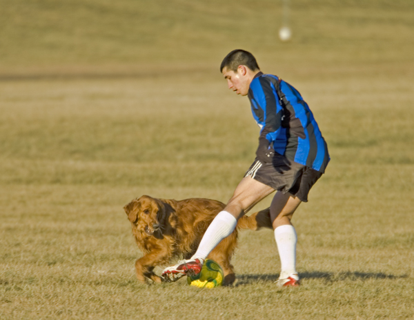soccer hound web.jpg