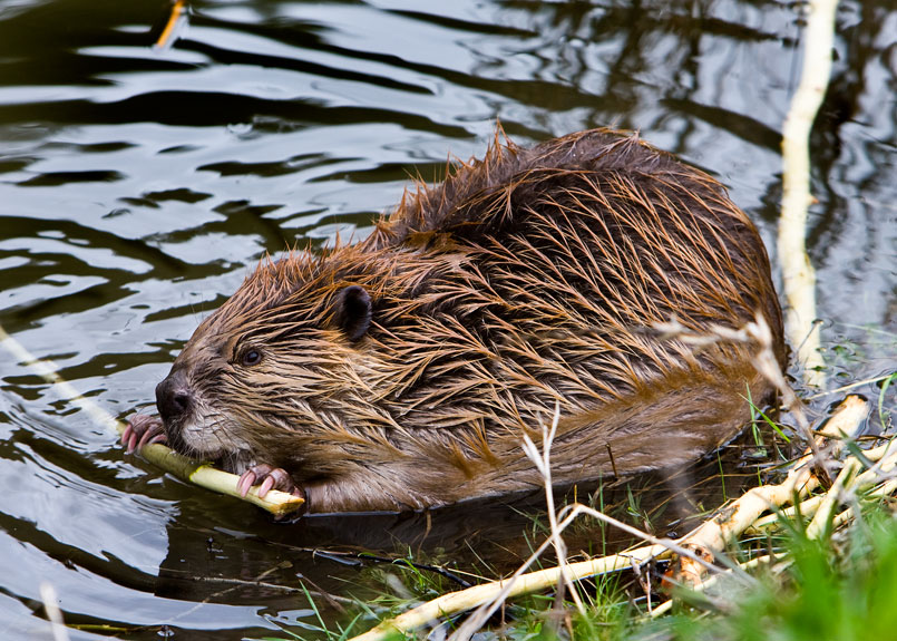 0045-Beaver.jpg