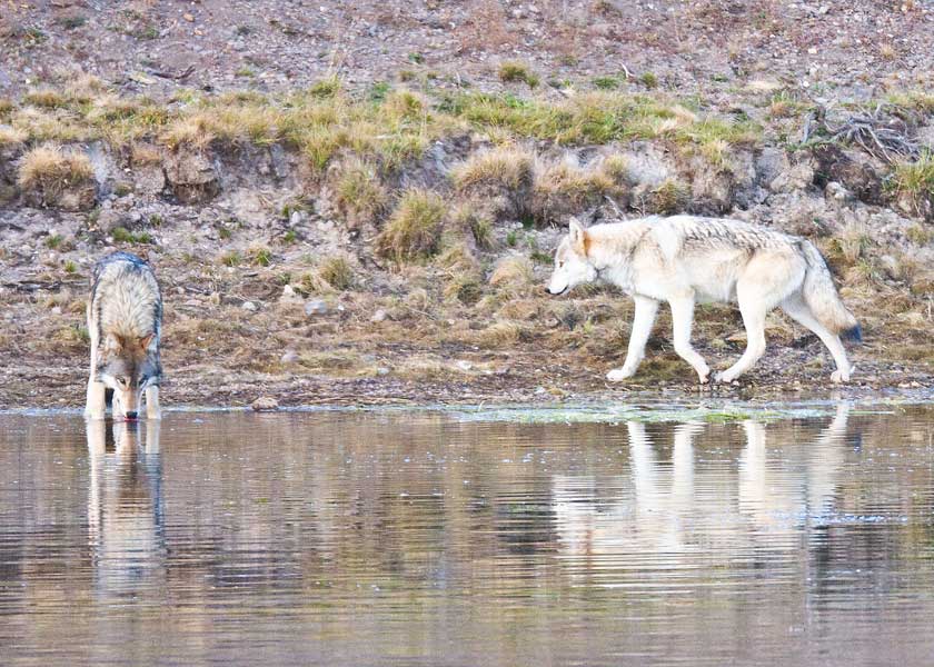 Wolves-Yellowstone