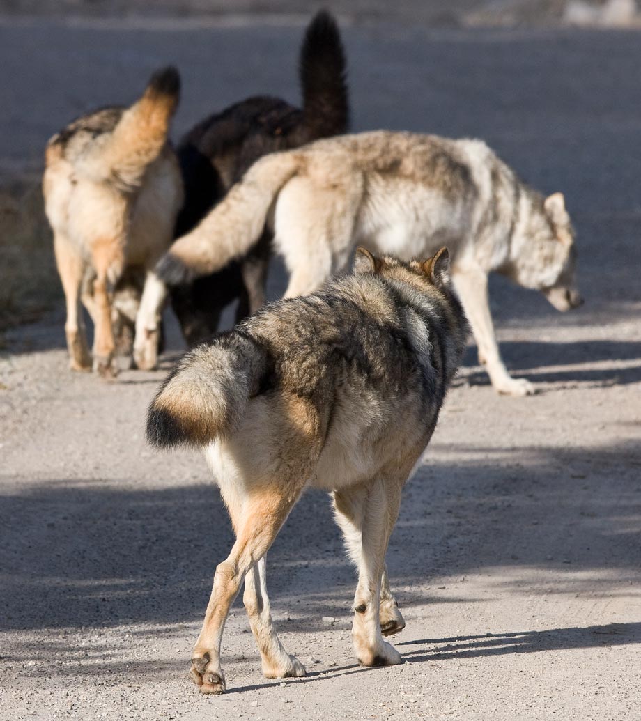 Wolves-Yellowstone