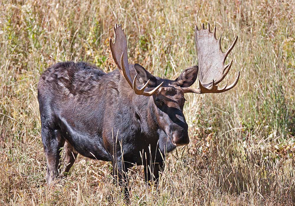 0013-Moose.jpg