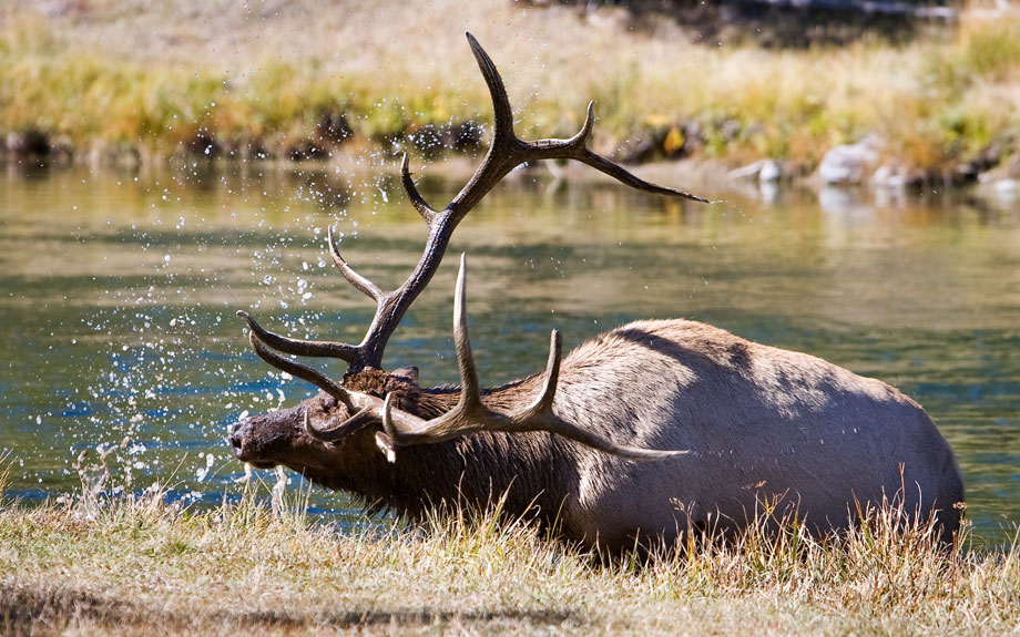 029-Elk.jpg