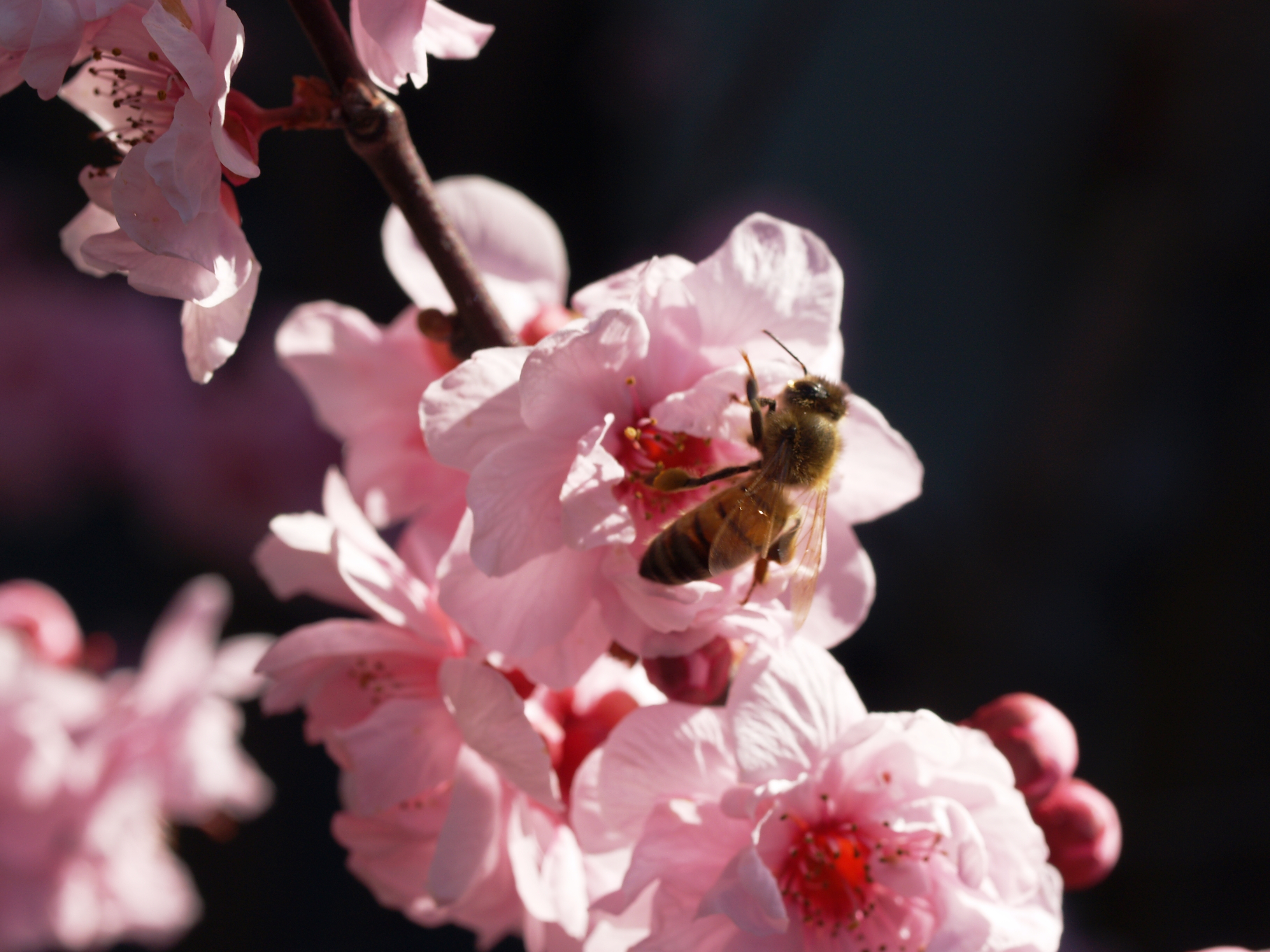 Bee