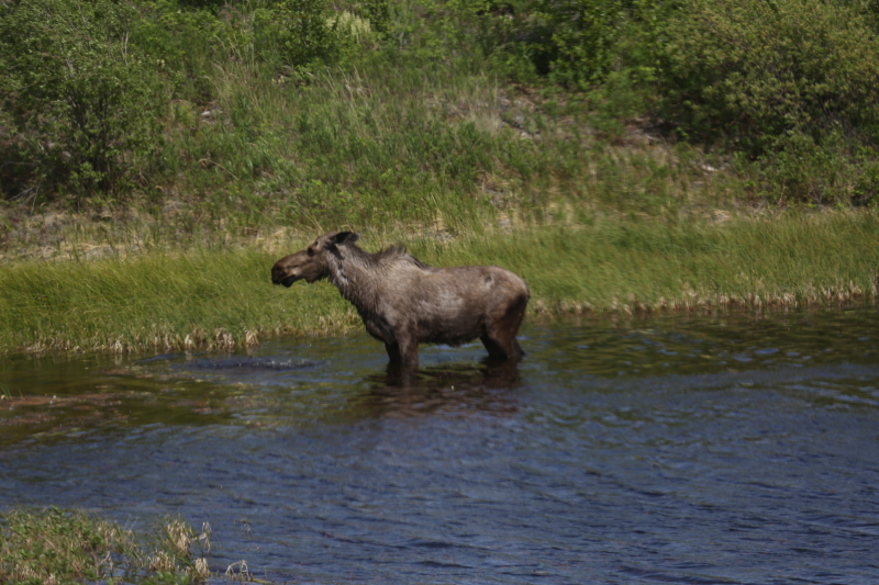 female-moose-feeding-2012-06-25-yukon.JPG