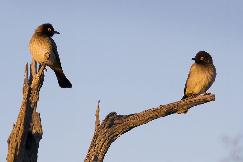 By dawn light, Okonjima