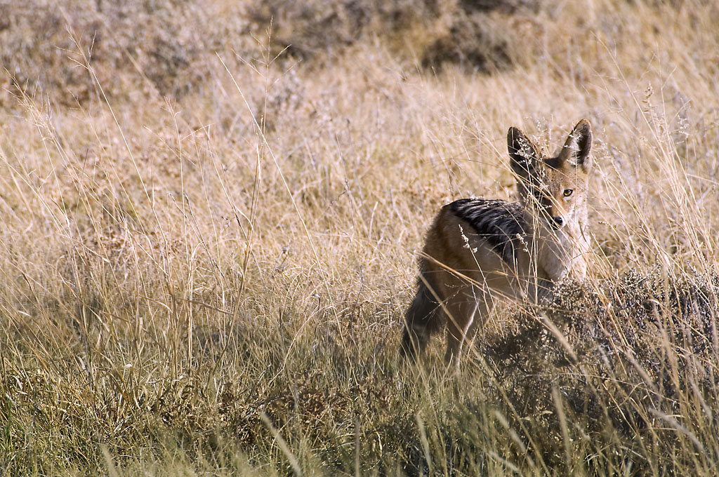 Black-backed Jackal, Etosha