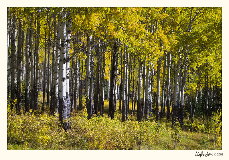 20080929_Jasper_0115.jpg