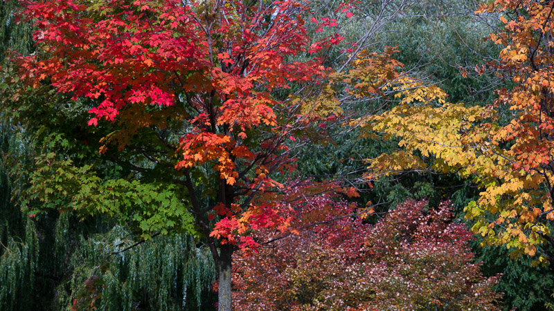 20100929_Markham_0017.jpg