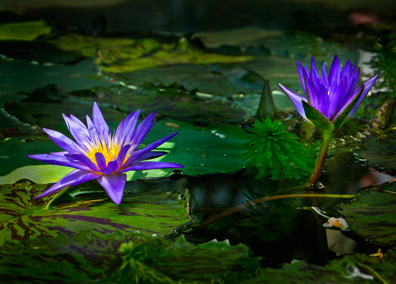20110805_Zoo_0011.jpg