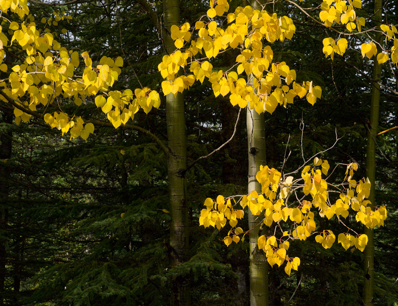 20111005_Jasper_0127.jpg