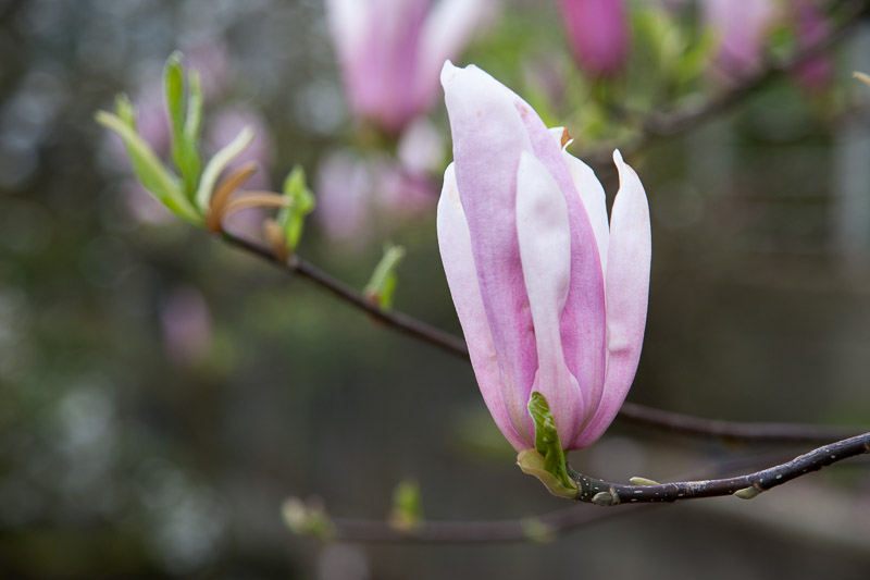 20130409_Stanley Park_0060.jpg