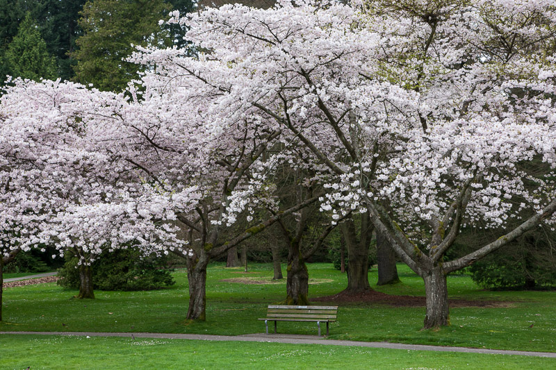 20130409_Stanley Park_0110.jpg