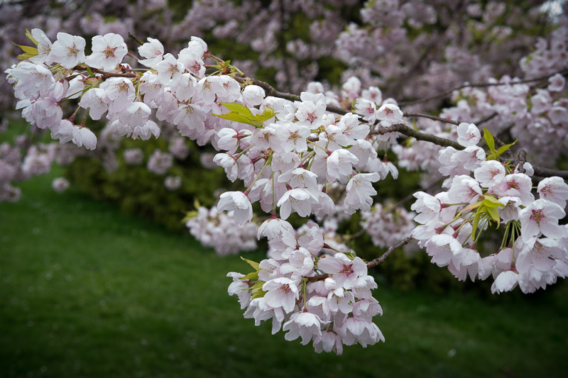 20130409_Vancouver_0018.jpg