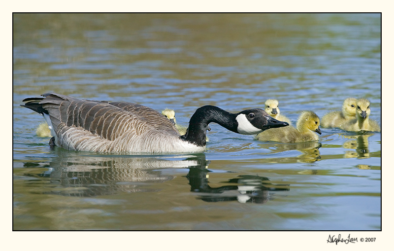 Calgary Geese  07-MAY10-0139.jpg