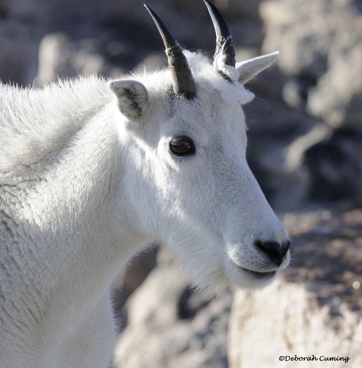 the friendly goat