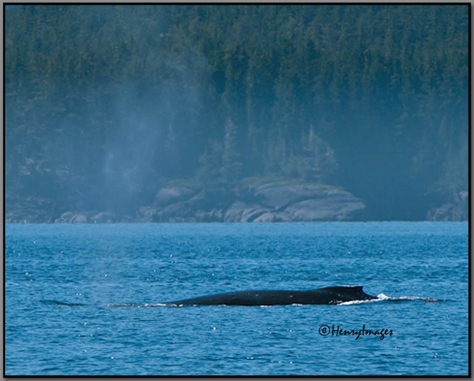 Humpback Whale