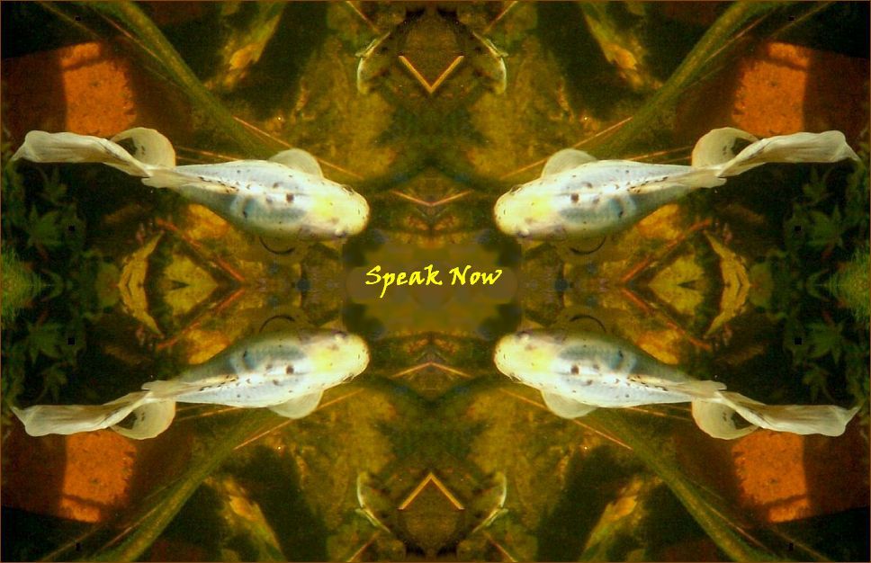 Speak Now