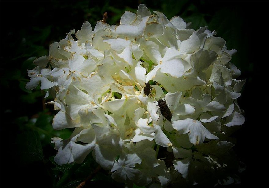 Foraging in a Soft White World