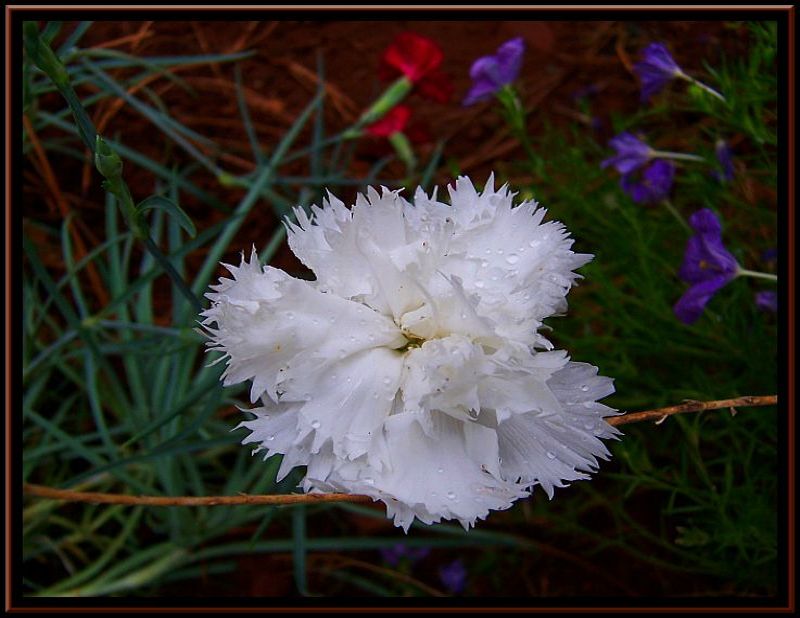 White Carnation