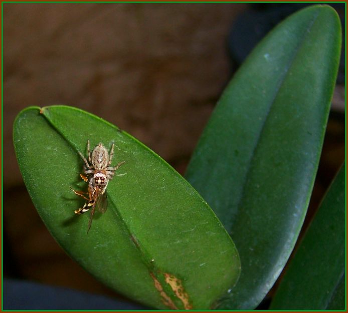 Hopper Eats Bee 3