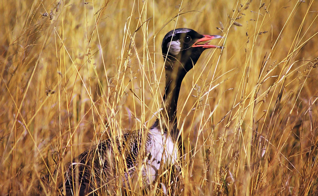 Afrotis afraoides, Northern Black Bustard, male