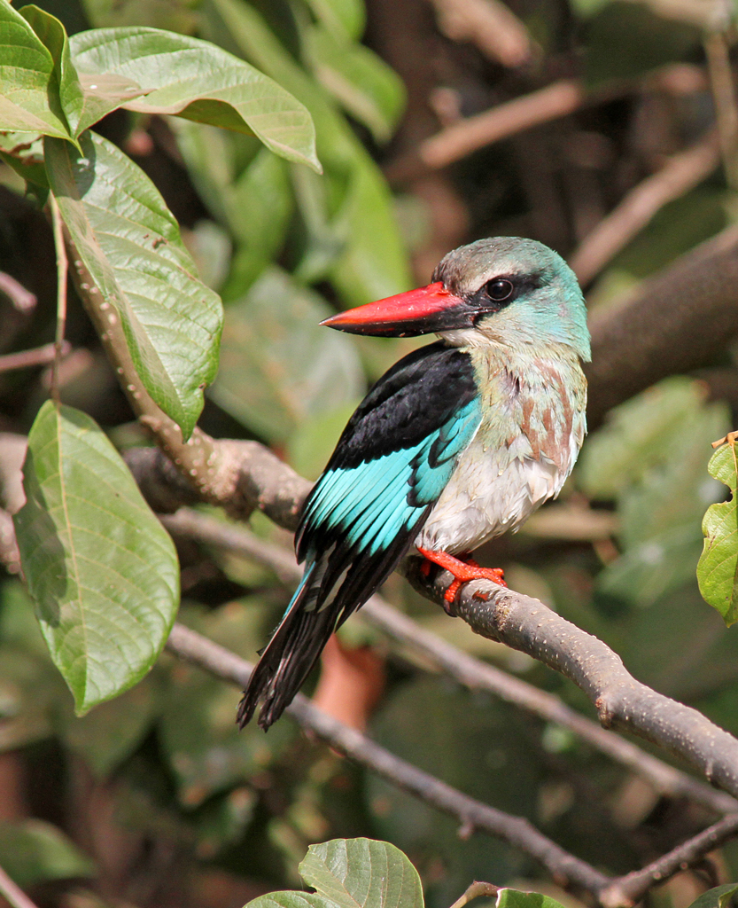 Halcyon malimbica, Blue-breasted Kingfisher