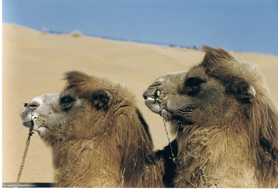 0112CN0119332E - Twins??? Tengger Desert, CHINA