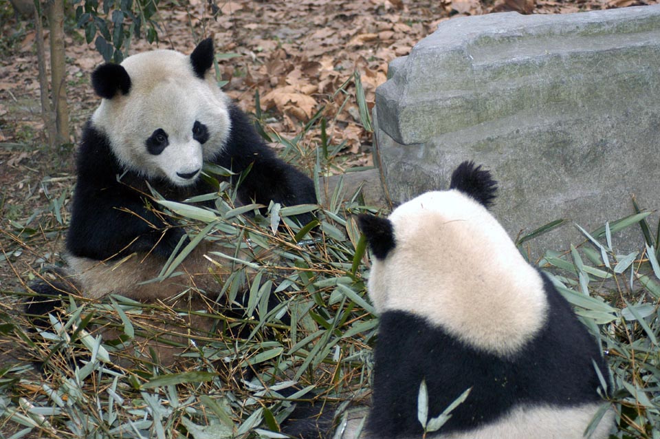 0301CN187E+  Panda bears eating bamboo leaves, Chengdu, CHINA
