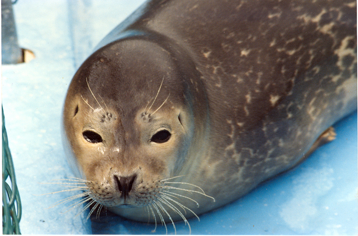 8908CA001E - Seal pup in Cavendish, PEI, CANADA