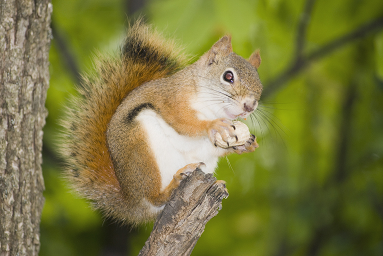 0709CA524E - Red squirrel enjoying my peanut