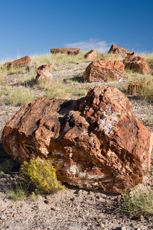 Petrified Forest Arizona-8.jpg