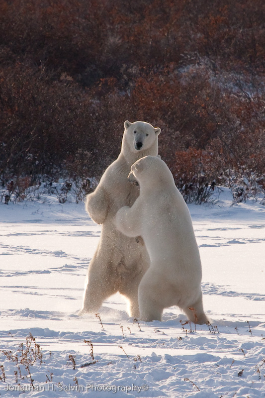 Churchill Polar Bears-613.jpg