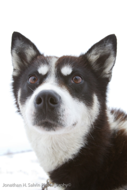 Churchill Dogsledding-16.jpg