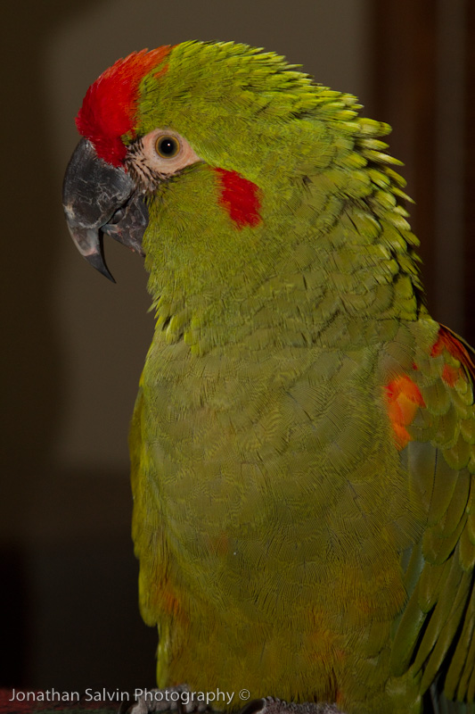 Phoenix 2010-6.jpg