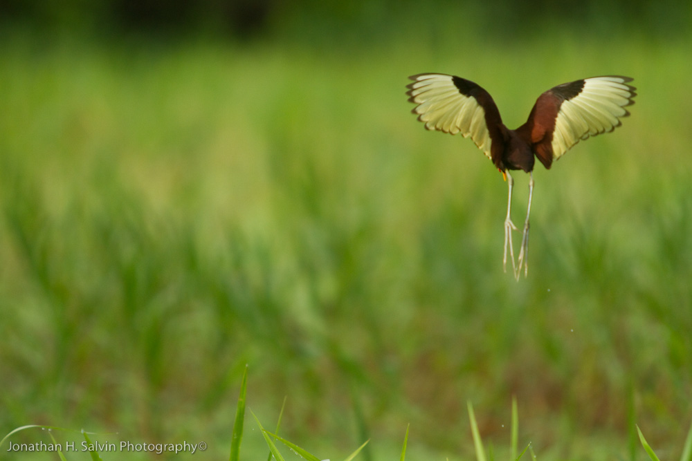 Amazon Peru-118.jpg