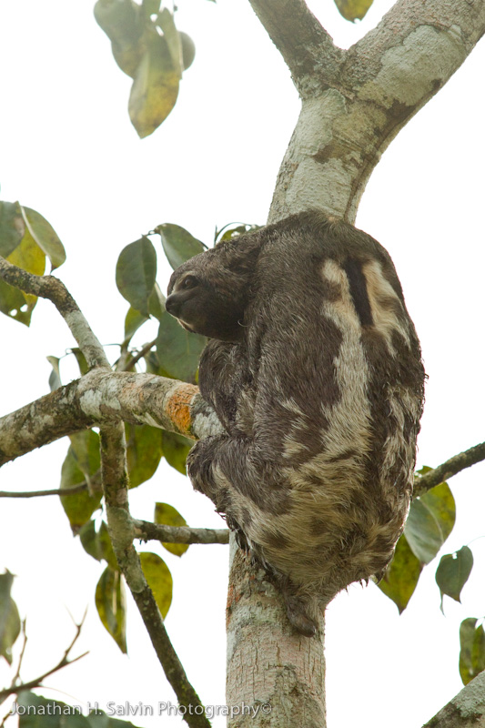 Amazon Peru-179.jpg