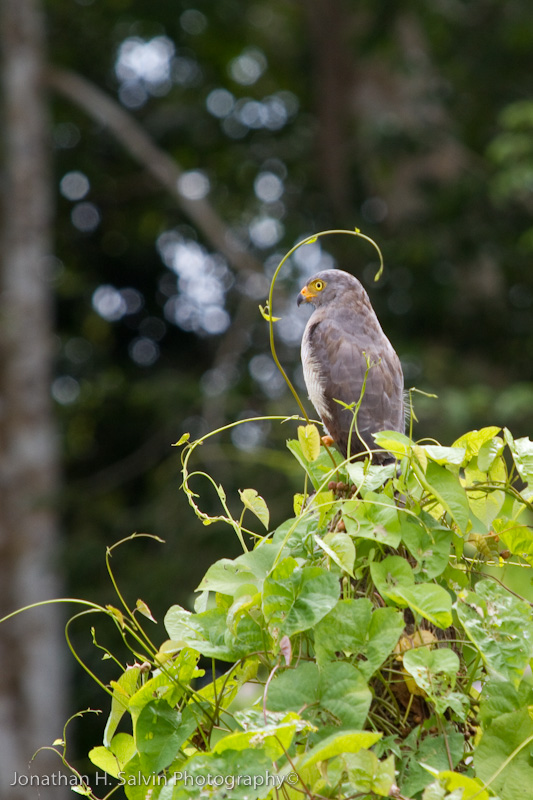 Amazon Peru-204.jpg