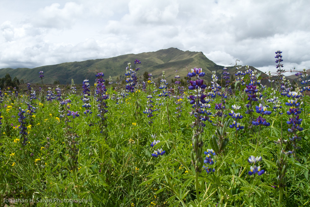 Raqchi Peru-65.jpg