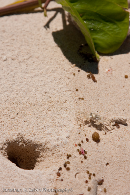 Turtle Island-_MG_6377.jpg